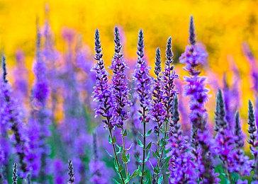 2D 横板动作游戏《永远的超级肉食男孩》上线steam 明年1月正式发售